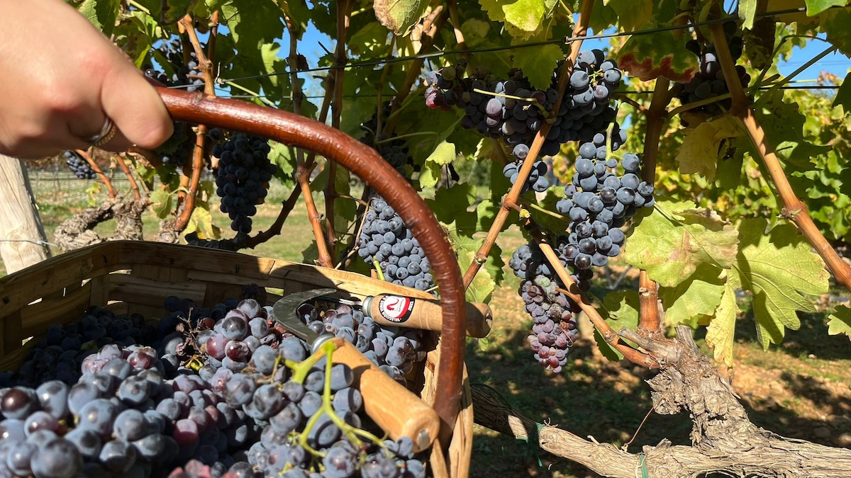 Navarra pone fin a una vendimia corta y memorable