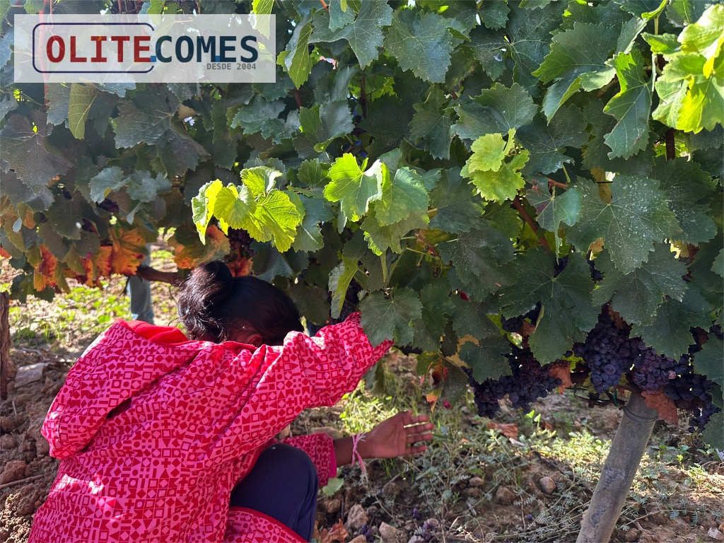 Vendimia 2025 en Navarra:  cosecha corta, calidad excepcional