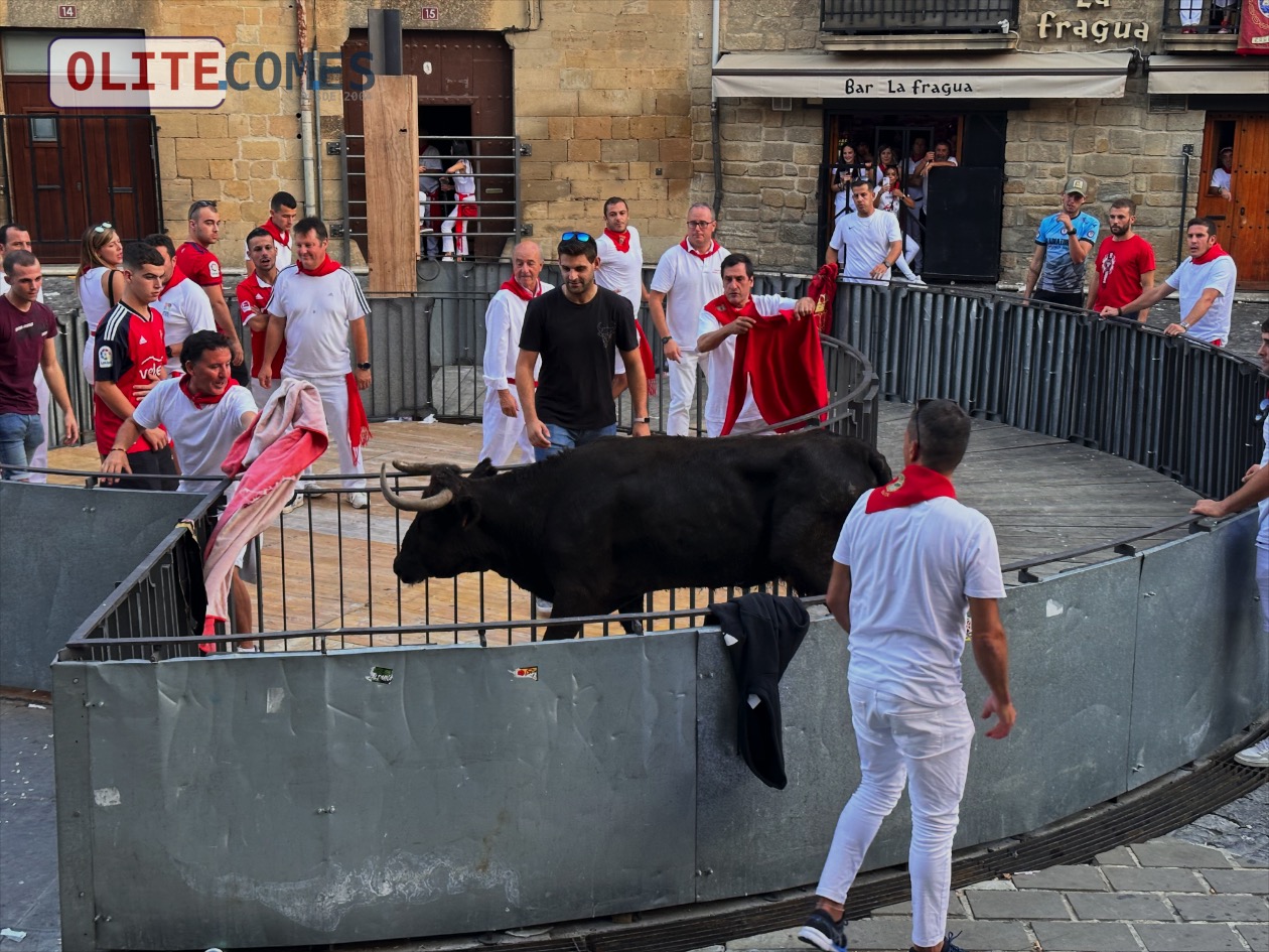 Olite celebra del 13 al 19 de septiembre el II Concurso de Ganaderias Olite